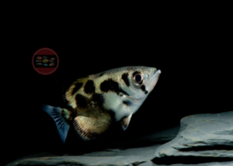 Leopard-Schützenfisch Toxotes blythii, (Süßwasser)