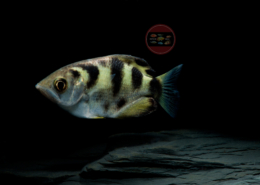 Toxotes jaculatrix Schützenfisch Toxotes jaculatrix