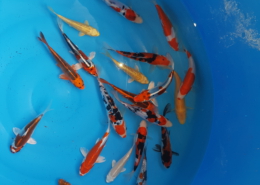 Japan Koi Tosai 10-12 cm Japan Koi Tosai 10-12 cm Konishi