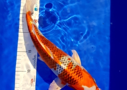 Japan Koi 30-40 cm Japan Koi 30-40 cm