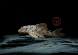 L 13 Ancistomus sp. "Rio Xingu" L013 Ancistomus sp Rio Xingu