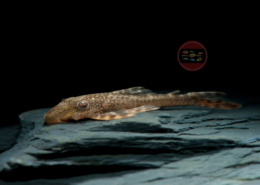L 92 Lasiancistrus tentaculatus L 092 Weißpunkt-Lasiancistrus, WF Lasiancistrus tentaculatus 4,5-6 cm