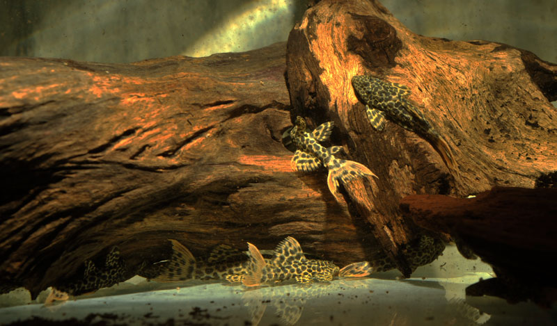 L 114 Leopard-Kaktuswels Pseudacanthicus sp.