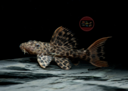 L 114 Leopard-Kaktuswels Pseudacanthicus sp. L 114 Leopard-Kaktuswels, WF Pseudacanthicus sp. 3,5-5 cm