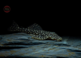 L 235 Weißpunkt-Fliegerharnischwels, WF Pseudolithoxus anthrax