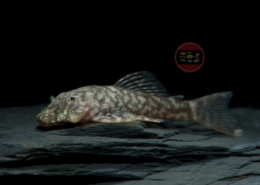 L 352 Ancistrus sp. L 352 Ancistrus sp