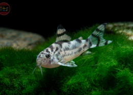 Corydoras sp. CW111