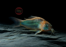 Corydoras eques Roter Dreieckspanzerwels, WF- Brasilien Corydoras eques