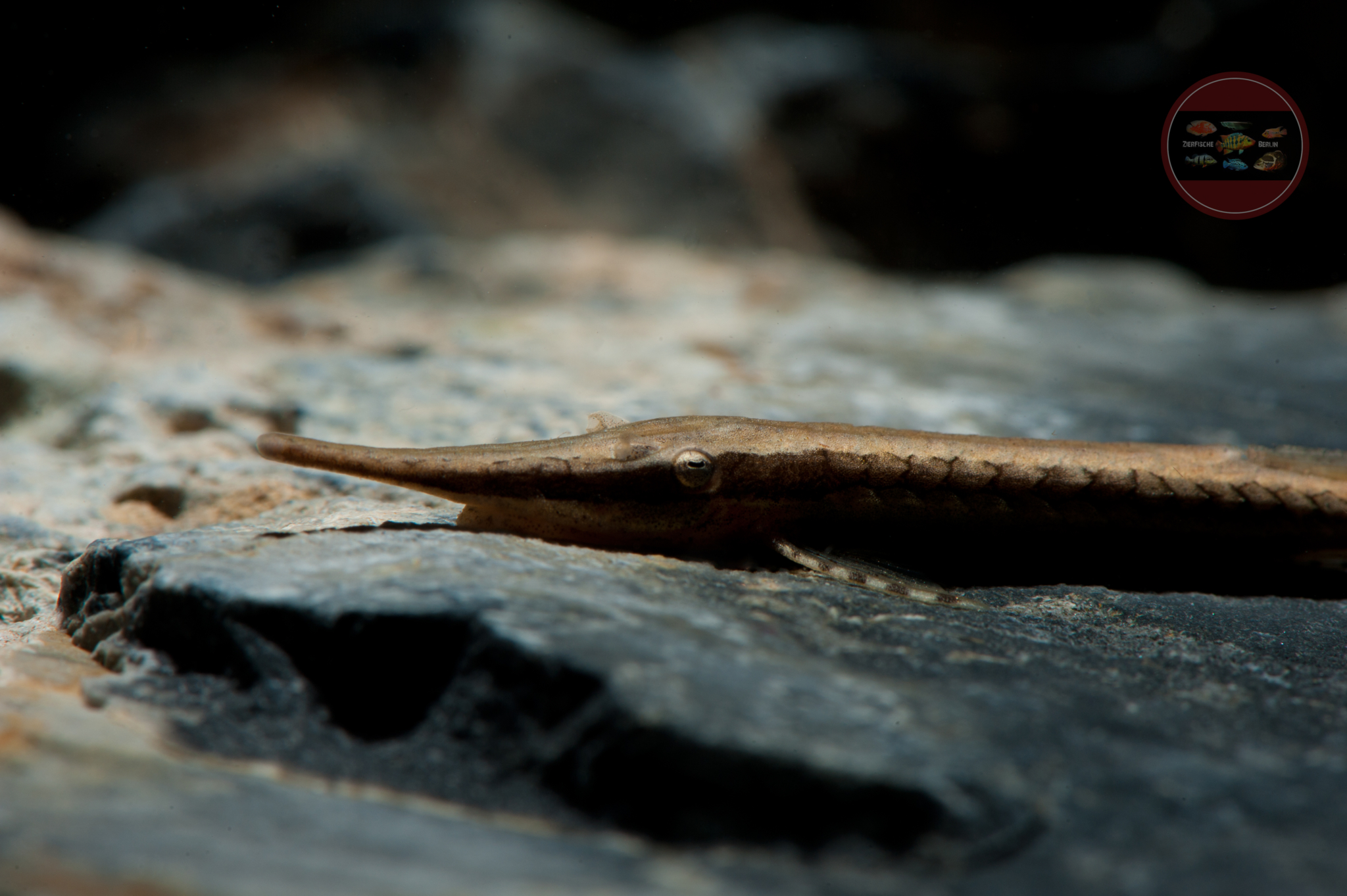 Farlowella cf. vittata ZierfischeBerlin