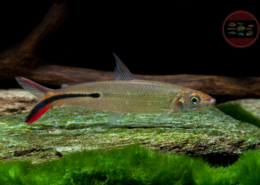 Rotschwanz-Federsalmler, WF Hemiodus gracilis "RED TAIL"