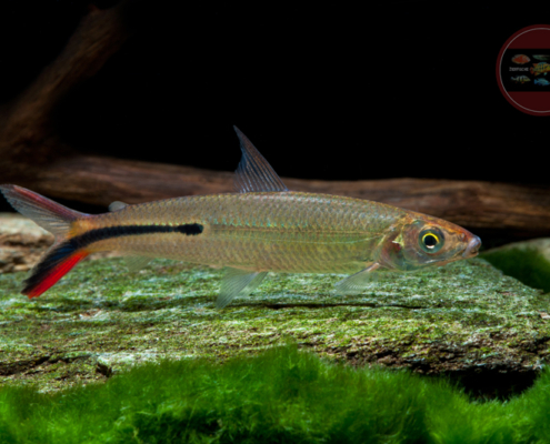 Rotschwanz-Federsalmler, WF Hemiodus gracilis "RED TAIL"