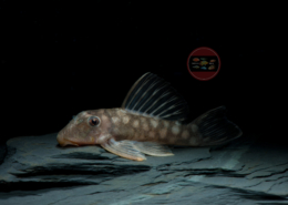 L 020 "Polka Dot Pleco", WF Oligancistrus zuanoni