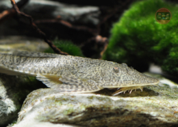 Punktlinien-Flunderharnischwels Pseudohemiodon sp. Peru II