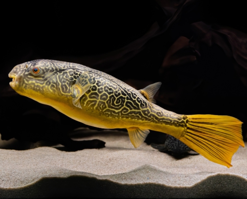 "Goldringelkugelfisch", WF Tetraodon mbu