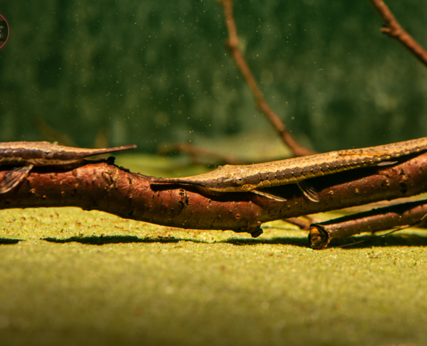 Nadelwels, WF-COL	Farlowella cf. vittata
