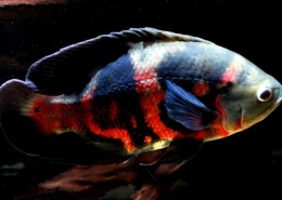 astronotus bahia red
