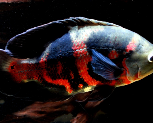 astronotus bahia red