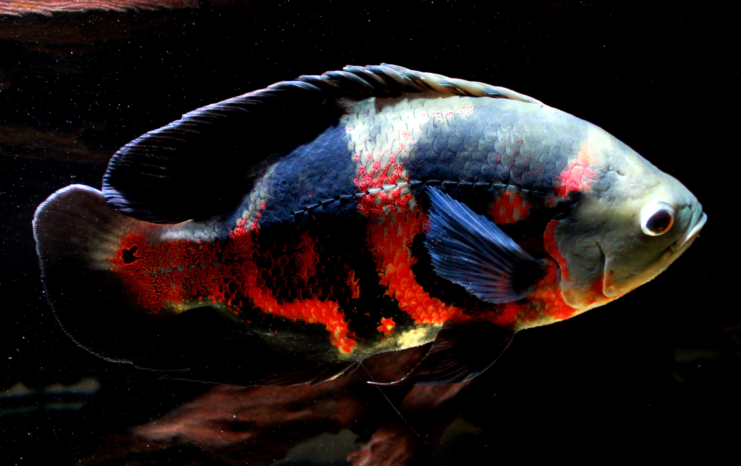 astronotus bahia red