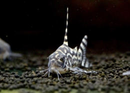 Wertheimeiria maculata Corydoras CW111 zebrina