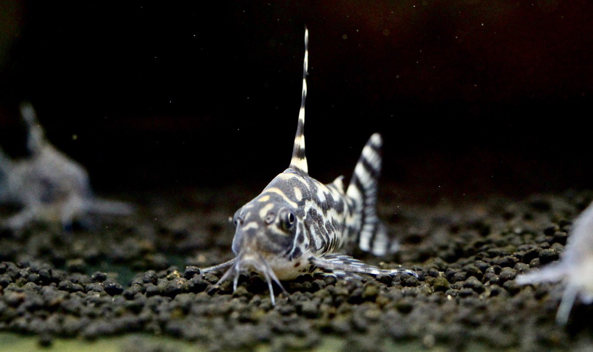 Corydoras sp. CW111 – Zierfische-Berlin