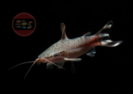 Schwanzstreifen Schwielenwels WF Dianema urostriatum