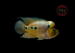 Flowerhorn golden base red dragon thai silk srt king kamfa red texas red mammon king kong parrot
