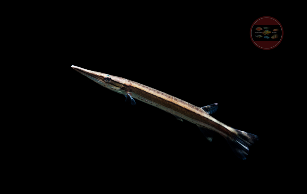 Boulengerella lateristriga ZierfischeBerlin