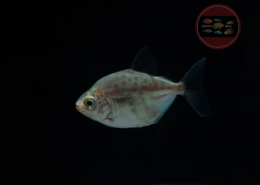 Metynnis maculatus Punktierter Scheibensalmler Metynnis maculatus