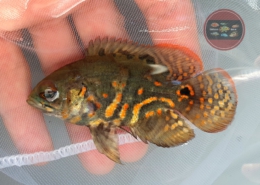 Astronotus sp. "RIO NEGRO" Astronotus sp. "RIO NEGRO"