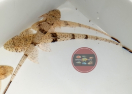 Hemiloricaria melini Hemiloricaria melini