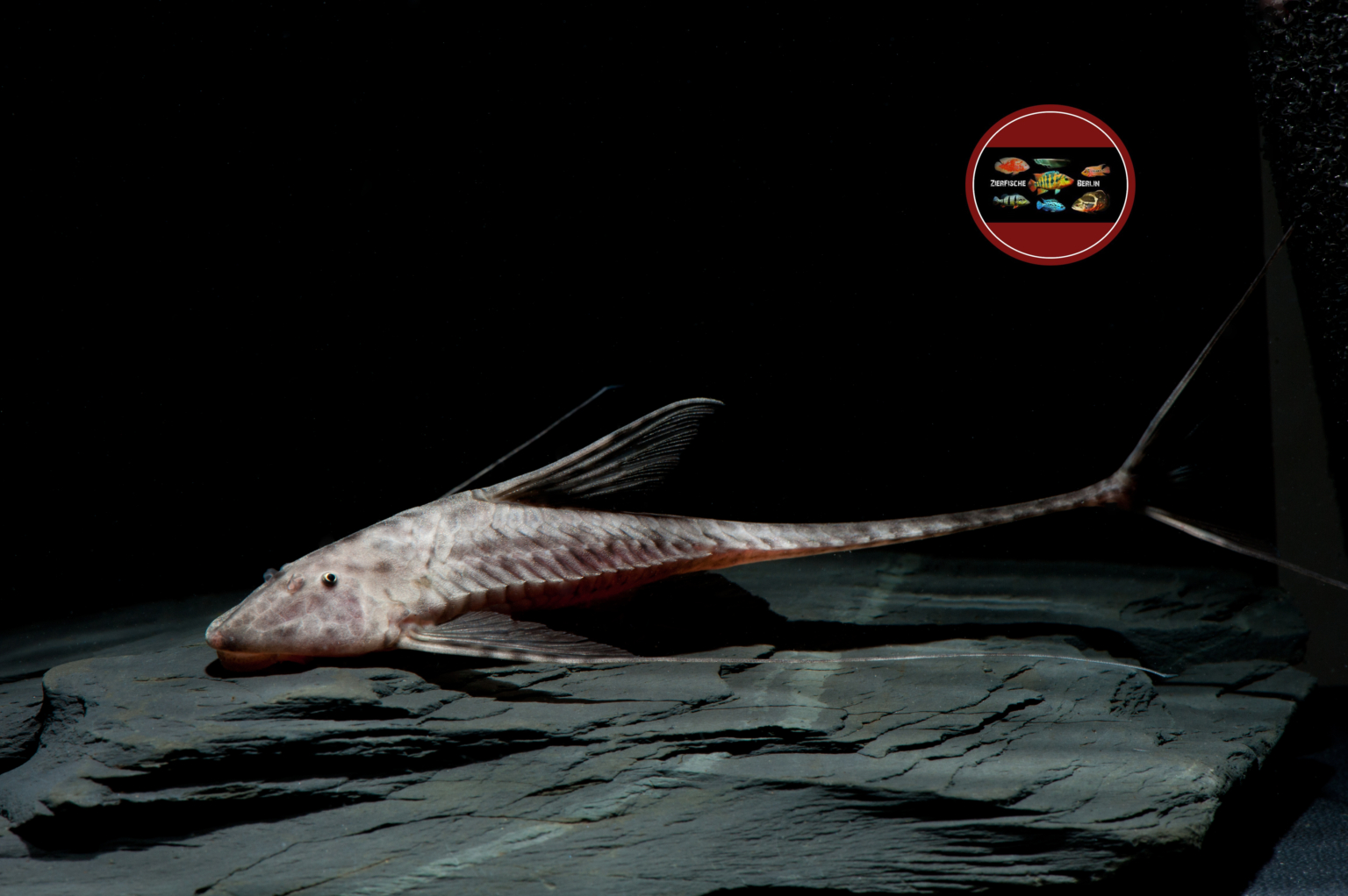 Pterosturisoma microps “Peru” ZierfischeBerlin