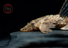 Rineloricaria morrowi "Ucayali" Peru Ucayali Hexenwels Rineloricaria morrowi