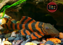 L 397 Panaqolus sp. L 397 Panaqolus sp.