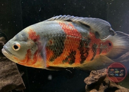 Astronotus sp. "Rio Cristallino" Astronotus sp. "Rio Cristallino"