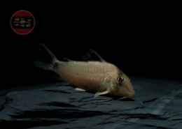 Corydoras simulatus Imitator-Schwarzrückenpanzerwels Corydoras simulatus