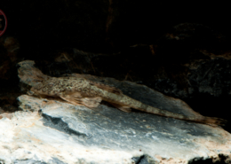 Rineloricaria aff. latirostris Bürsten-Hexenwels, WF-RARITÄT Rineloricaria aff. latirostris