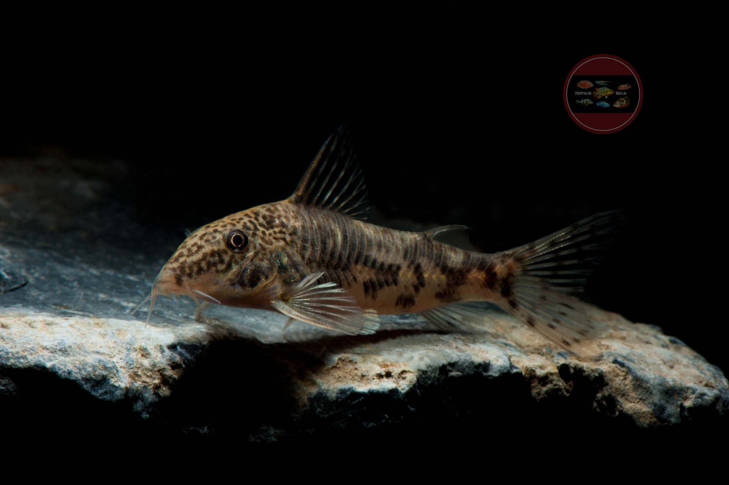 Scleromystax barbatus ZierfischeBerlin