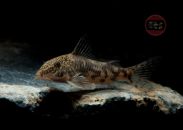 Scleromystax barbatus Schabrackenpanzerwels Scleromystax barbatus