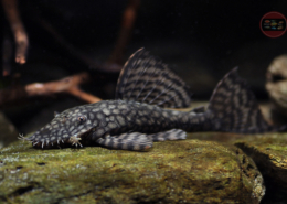 L 089 Wabenmuster-Ancistrus, DNZ Ancistrus sp. "Honeycomb"