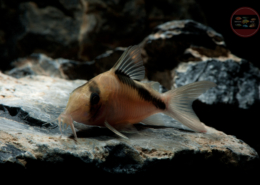 Corydoras sp. "Mega-Metae" C159 Querband-Panzerwels, WF-RARITÄT Corydoras sp. "Mega-Metae" (C159)