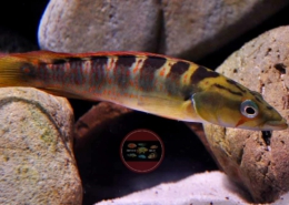 Crenicichla chicha "PAPAGAIO" Crenicichla chicha "PAPAGAIO"