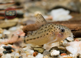 Knaacks Panzerwels Corydoras knaacki CW32