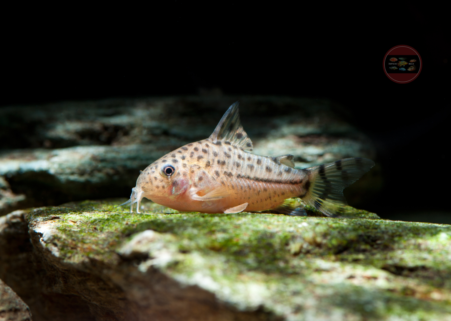 Corydoras knaacki ZierfischeBerlin