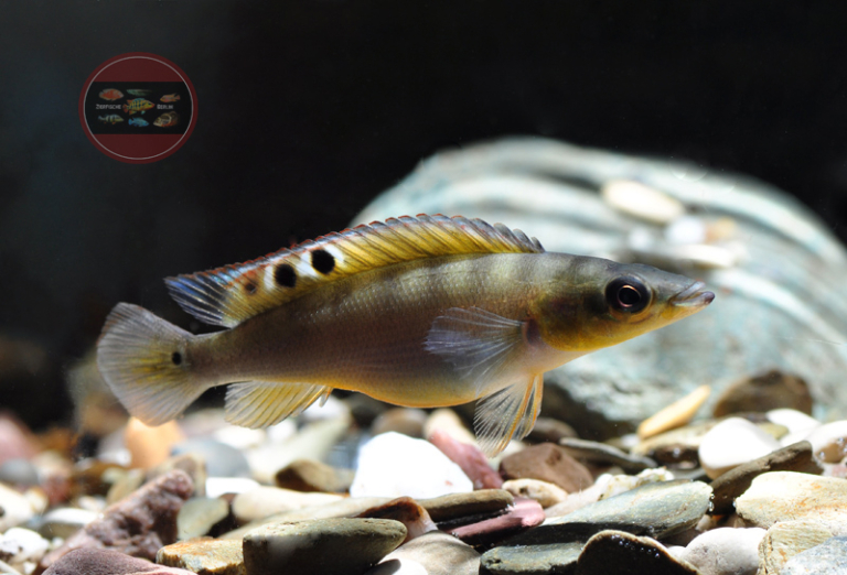 Crenicichla nathurus ZierfischeBerlin