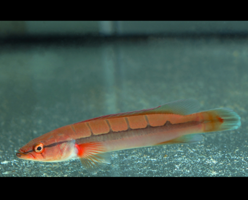 Roter Hechtbuntbarsch, WF Crenicichla sp. "Atabapo Red Fire"