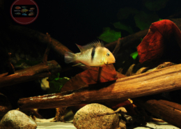 Guianacara owroewefi "SURINAM"