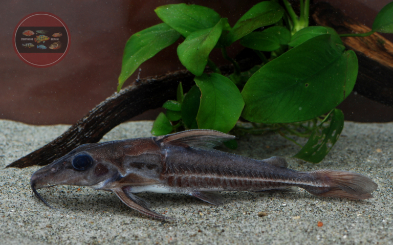 Hemidoras morrisi ZierfischeBerlin