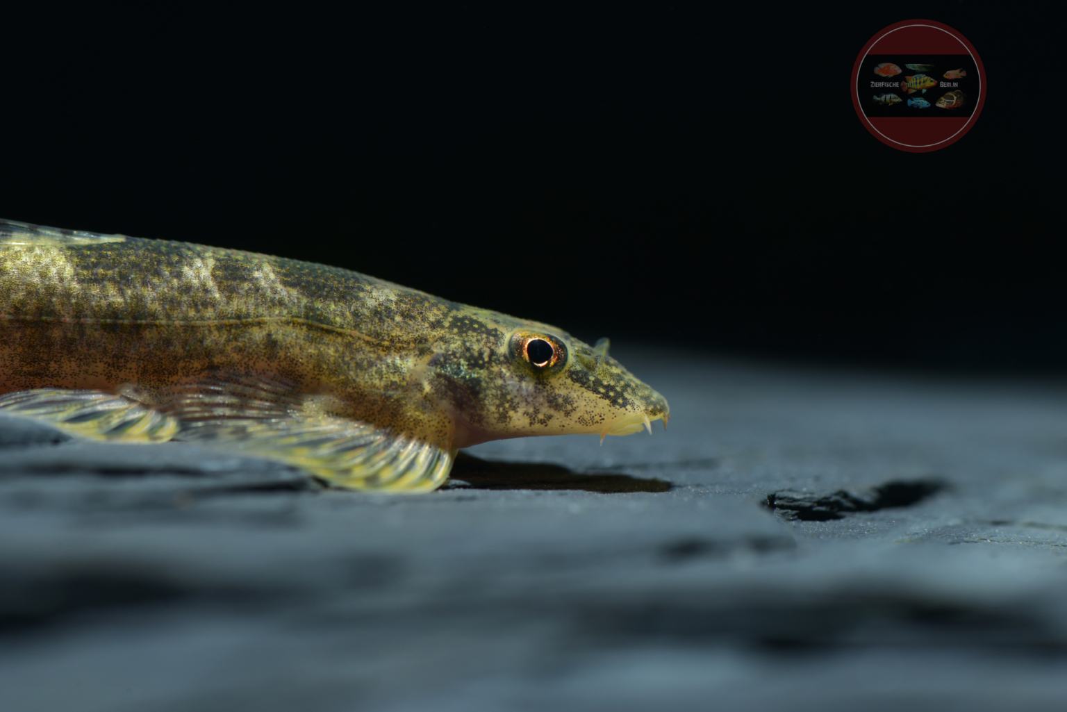 Homalopteroides smithi