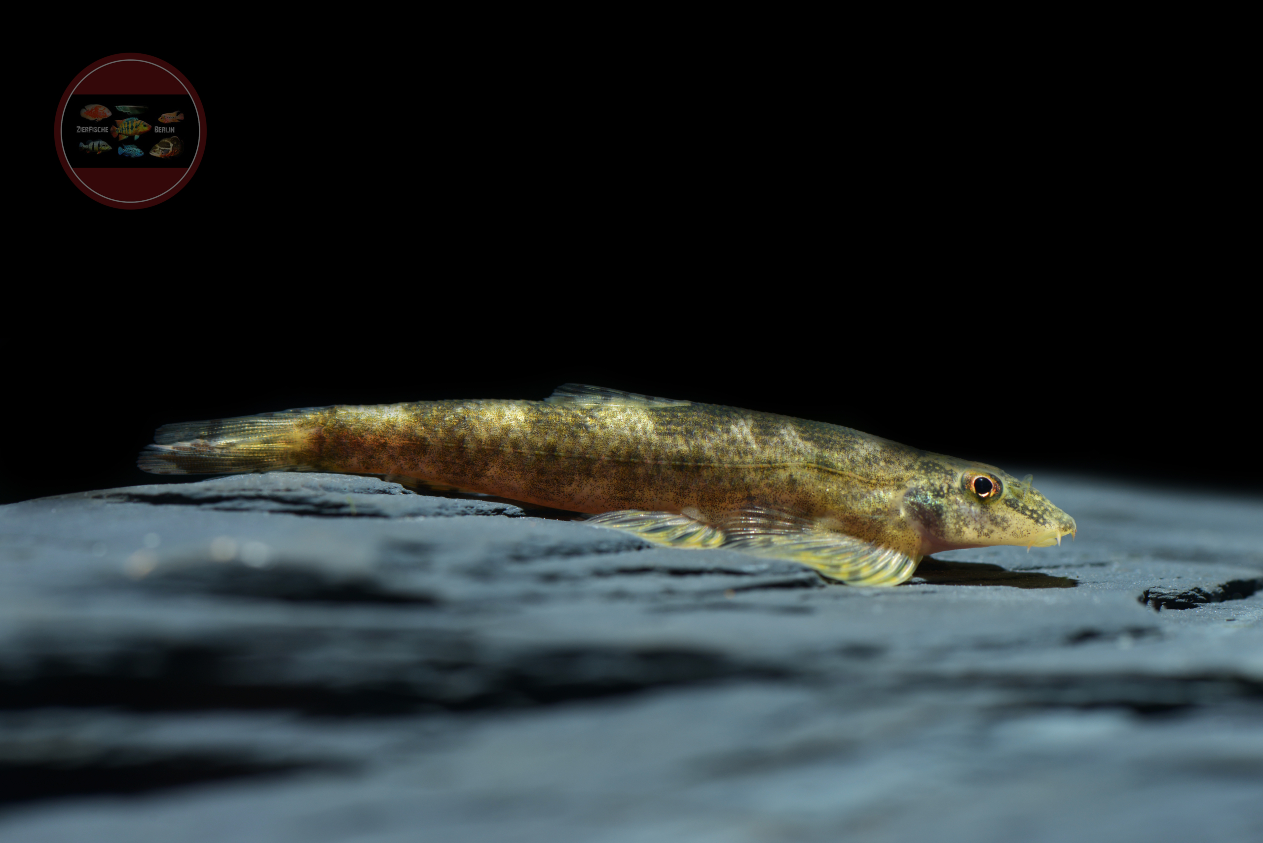 Gecko-Plattschmerle, WF Homalopteroides smithi