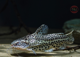 Jaguardornwels, WF Liosomadoras oncinus